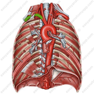 Правая подключичная артерия (arteria subclavia dextra)